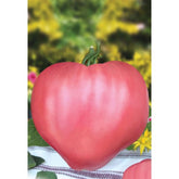 Hectarul - Seminte de tomate Rozov Dar (DAR ROZ), 0.2 grame FLORIAN